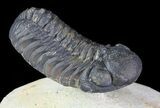 Austerops Trilobite - Ofaten, Morocco #67893-2